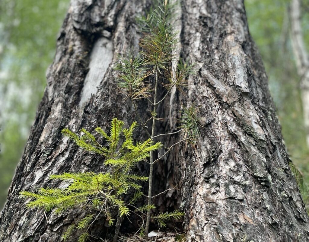 Föryngring naturnära skogsbruk.