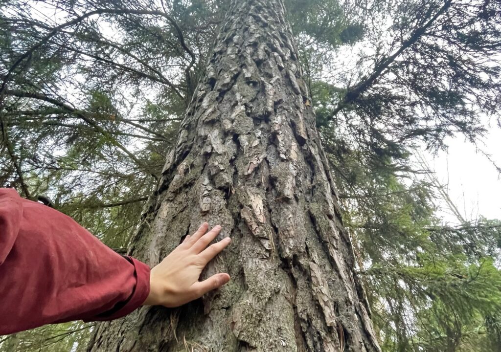 Gammal tall naturnära skogsbruk.