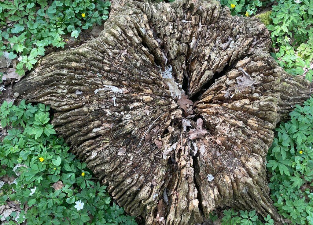 Ekstubbe, död ved, naturnära skogsbruk, biologisk mångfald.