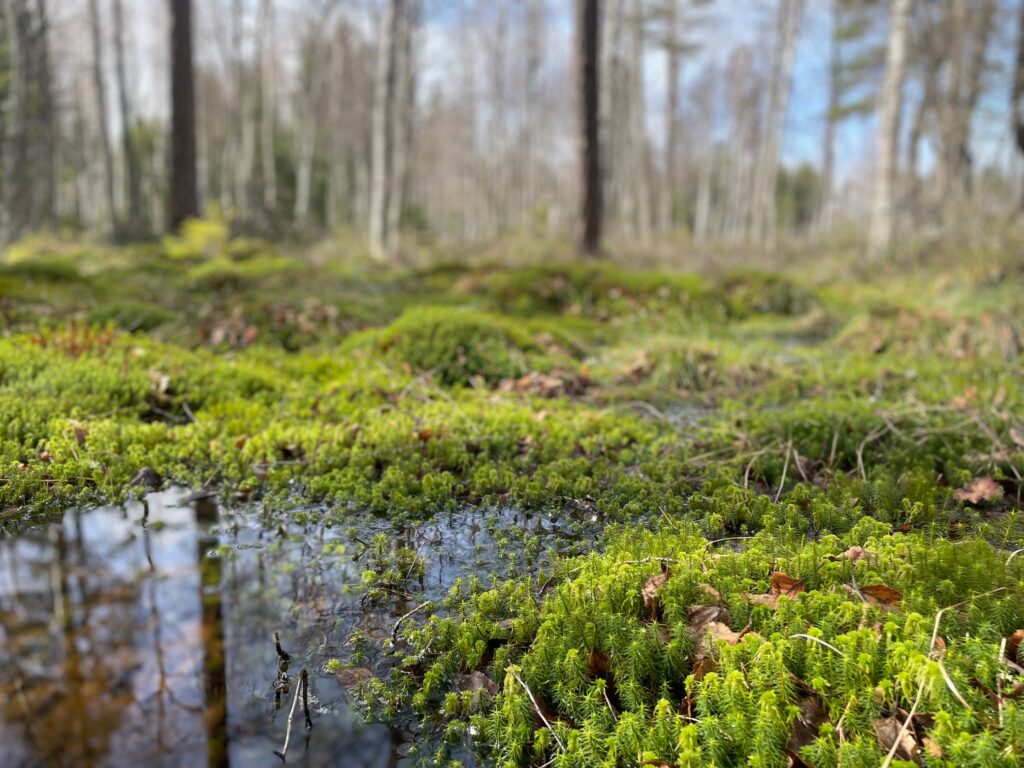 Fuktigt habitat naturnära skogsbruk