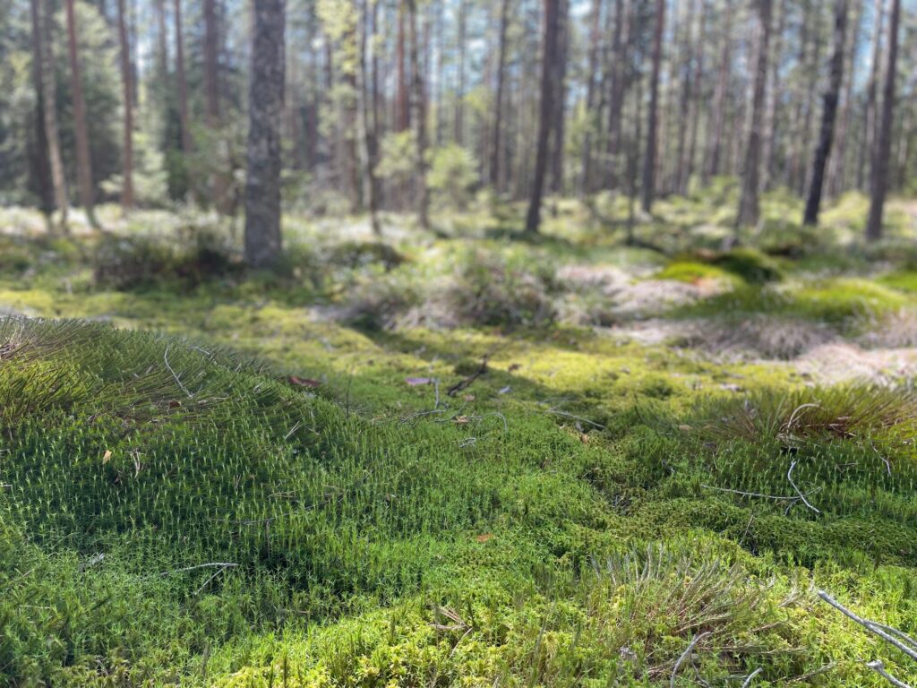 Mossa skog, naturnära skogsbruk.